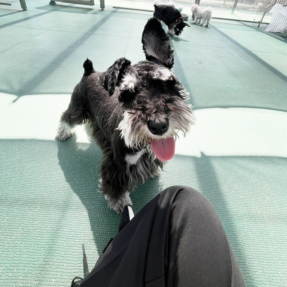 生徒が撮影したモデル犬たち♪②